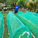 HEINEKEN Cares_Mulinah’s thriving farm